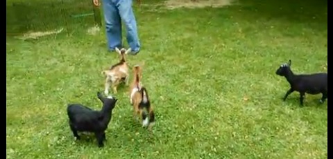 One Happy Baby Goat