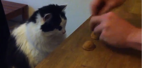 Cat With Amazing Shell Game Skill