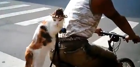 Cat Sitting On A Bicycle