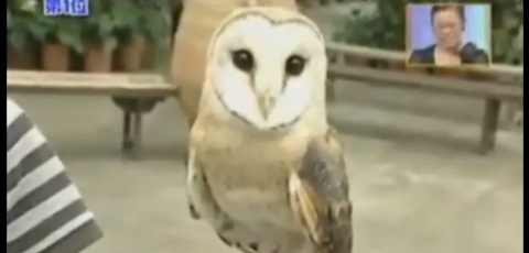 Amazing Owl Changing Shape