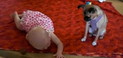 Little Pup Teaches Baby How To Crawl