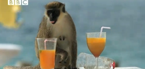 Monkeys Who Like Getting Drunk