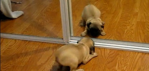 Puppy Has An Identity Crisis With The Mirror