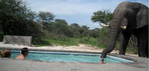 Elephant Crashes Pool Party