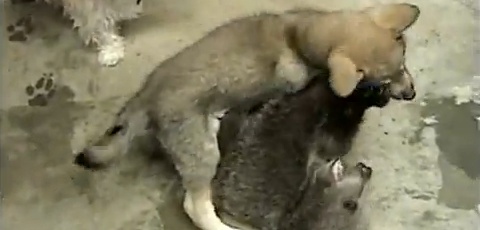 Grizzly Bear Cub Playing With Wolf Cub